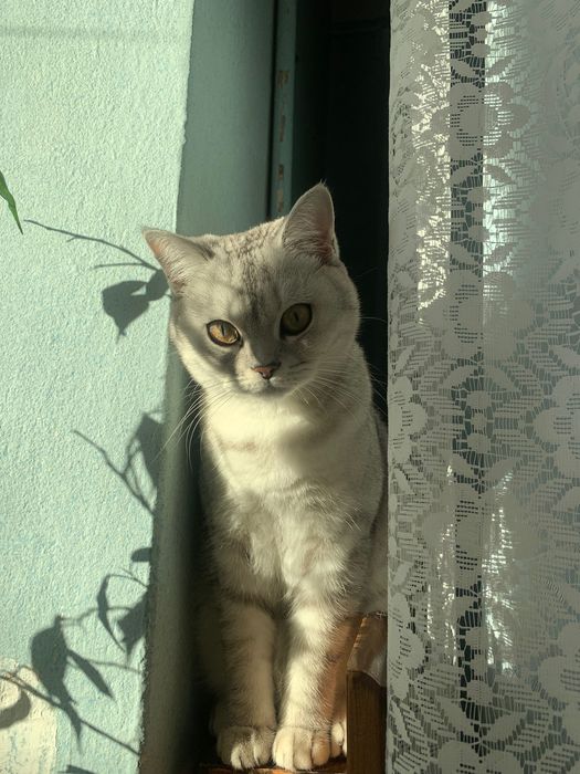 Шукаємо кота для вʼязки