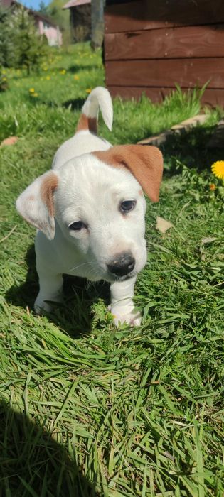 Jack Russell Terrier suczka gotowa do odbioru