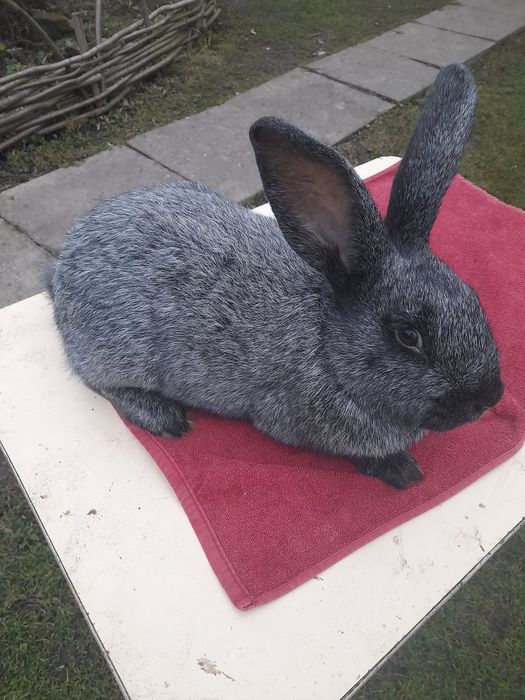 Продаються кролі