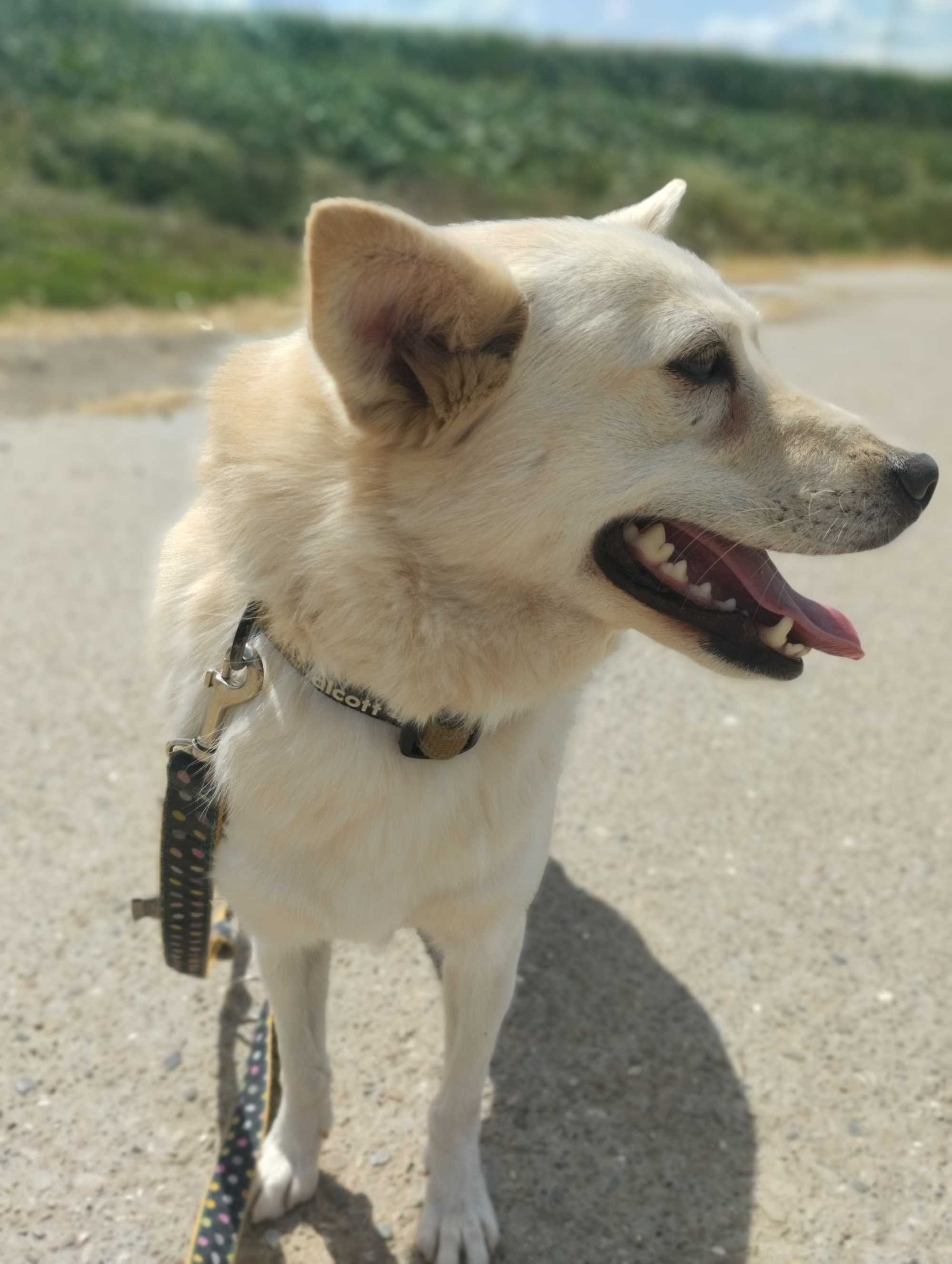 Bianka i Amur - dwa małe psy szukają domu. Adopcja
