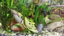 Sum  20cm oddam za darmo