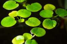 Amazon Frogbit (Limnobium laevigatum)