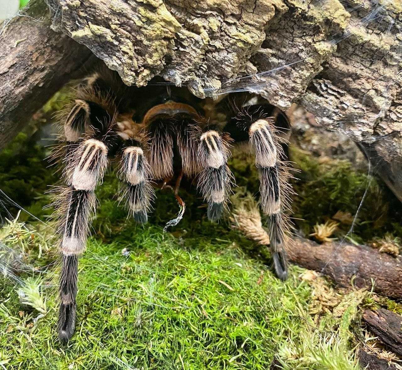 Белоколенные тарантулы лошадиные пауки голиафы