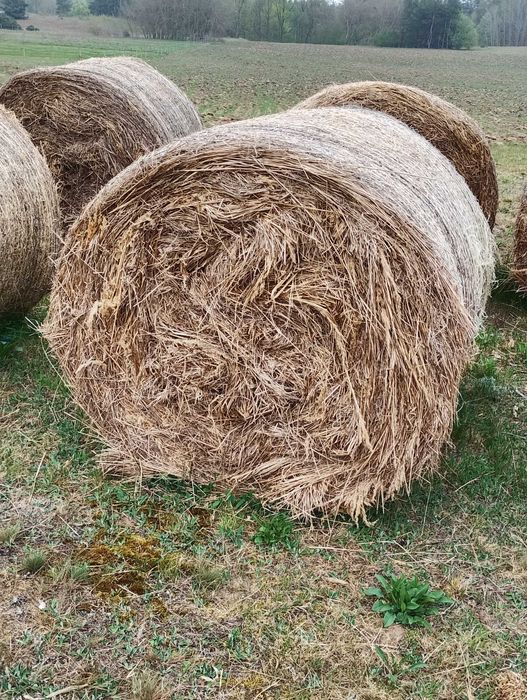 Bele 120x120 owijane siatką