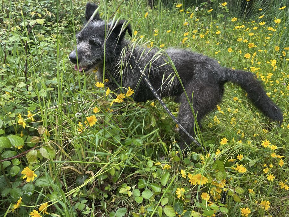 Cão tranquilo meigo