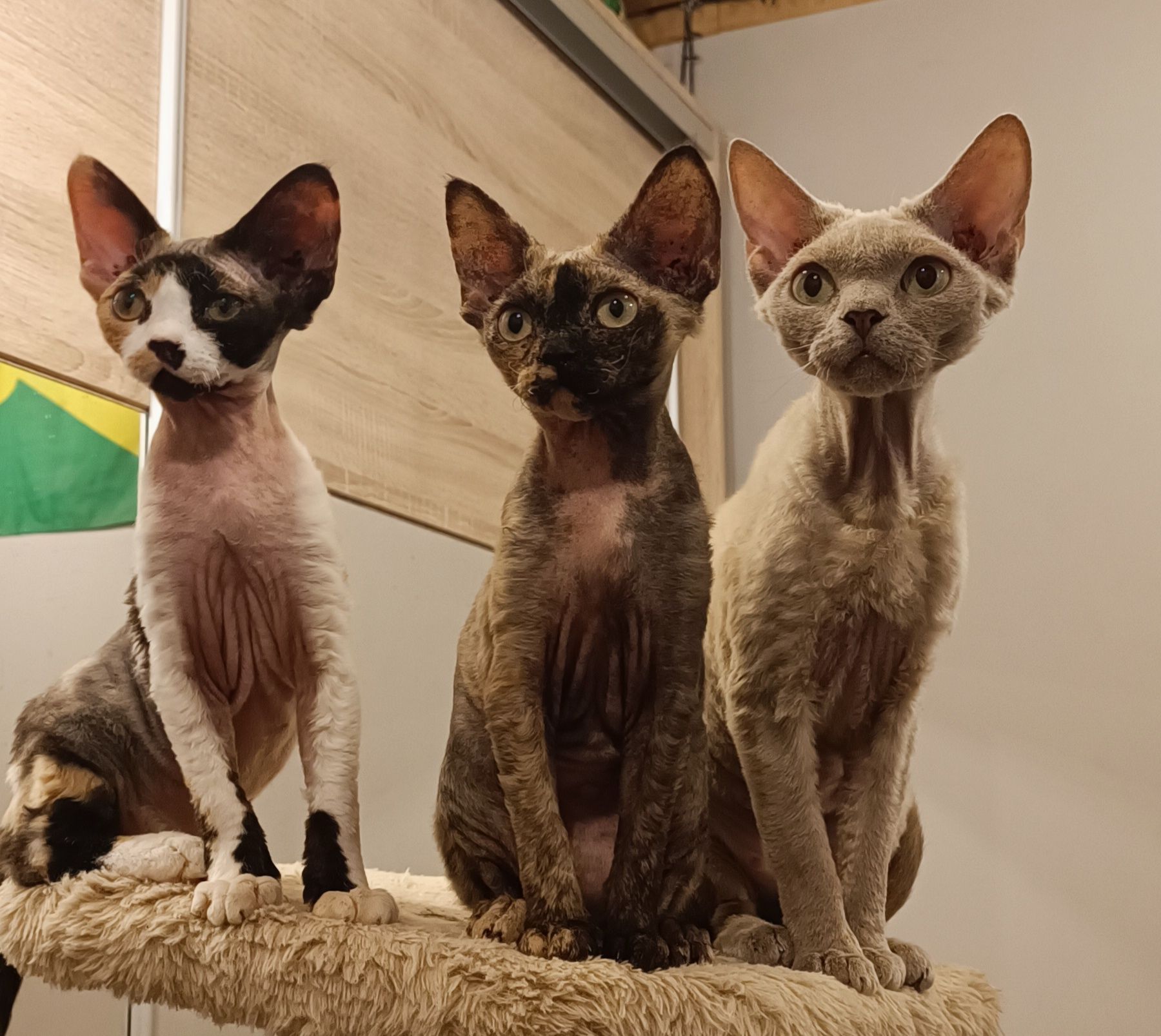 Szylkretowa kotka devon rex PZF