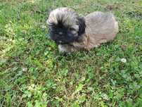 Shih-tzu mini piesek
