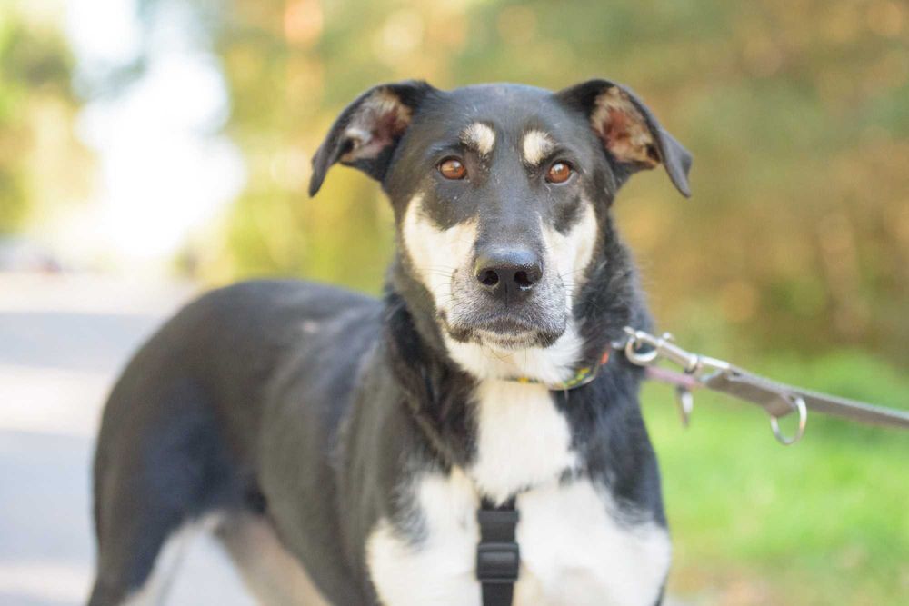 DEZRA - młodziutka, spora, trochę nieśmiała dziewczyna