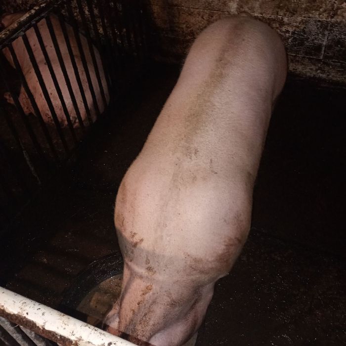 Продам свиню 160кг, живою вагою