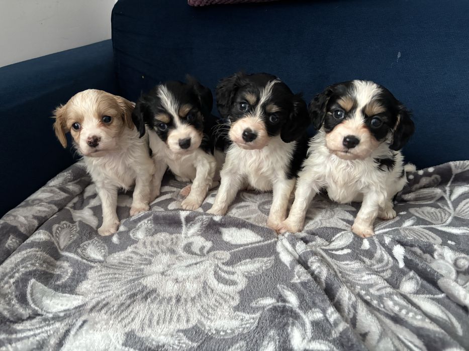 Pieski szukaja domku