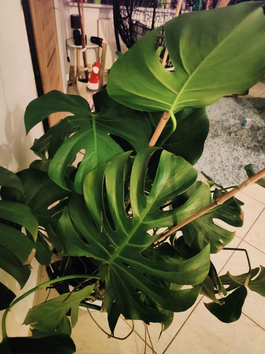 Duży kwiat doniczkowy Monstera