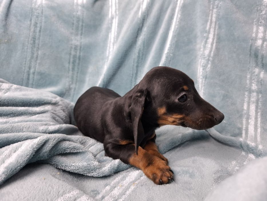 jamnik miniaturowy szczeniak czarno podpalany