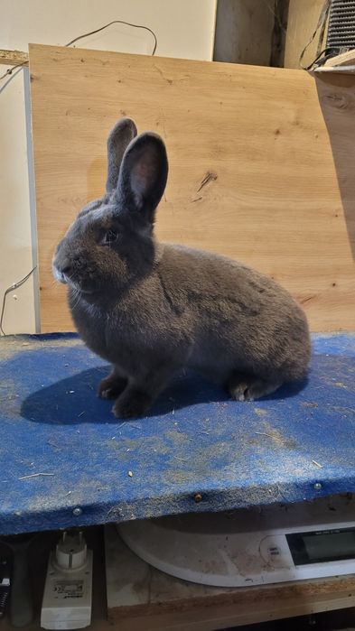 Króliki Wiedeńskie niebieskie samce i samice