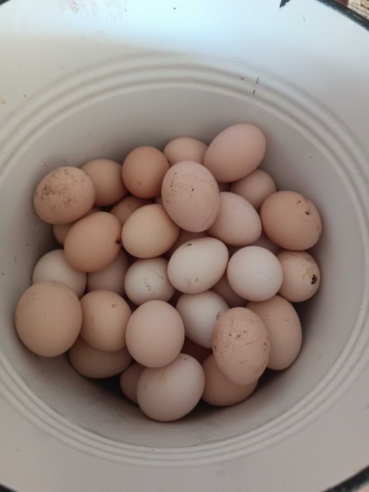 Jajka wiejskie od kurek z wolnego wybiegu