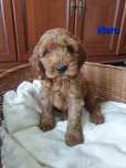Cockapoo.  Chłopczyk Nero.