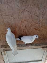 Gołębie pocztowe Młoda para gołębi ludoclasen