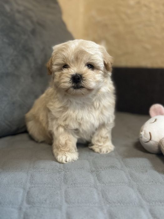 міні дівчинка Мальтіпу — неймовірна крихітка 1,5 місяця.
