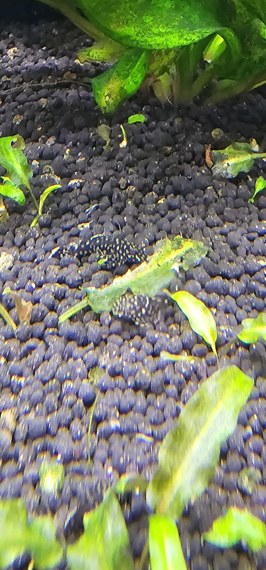 Ancistros sp.  pequenos