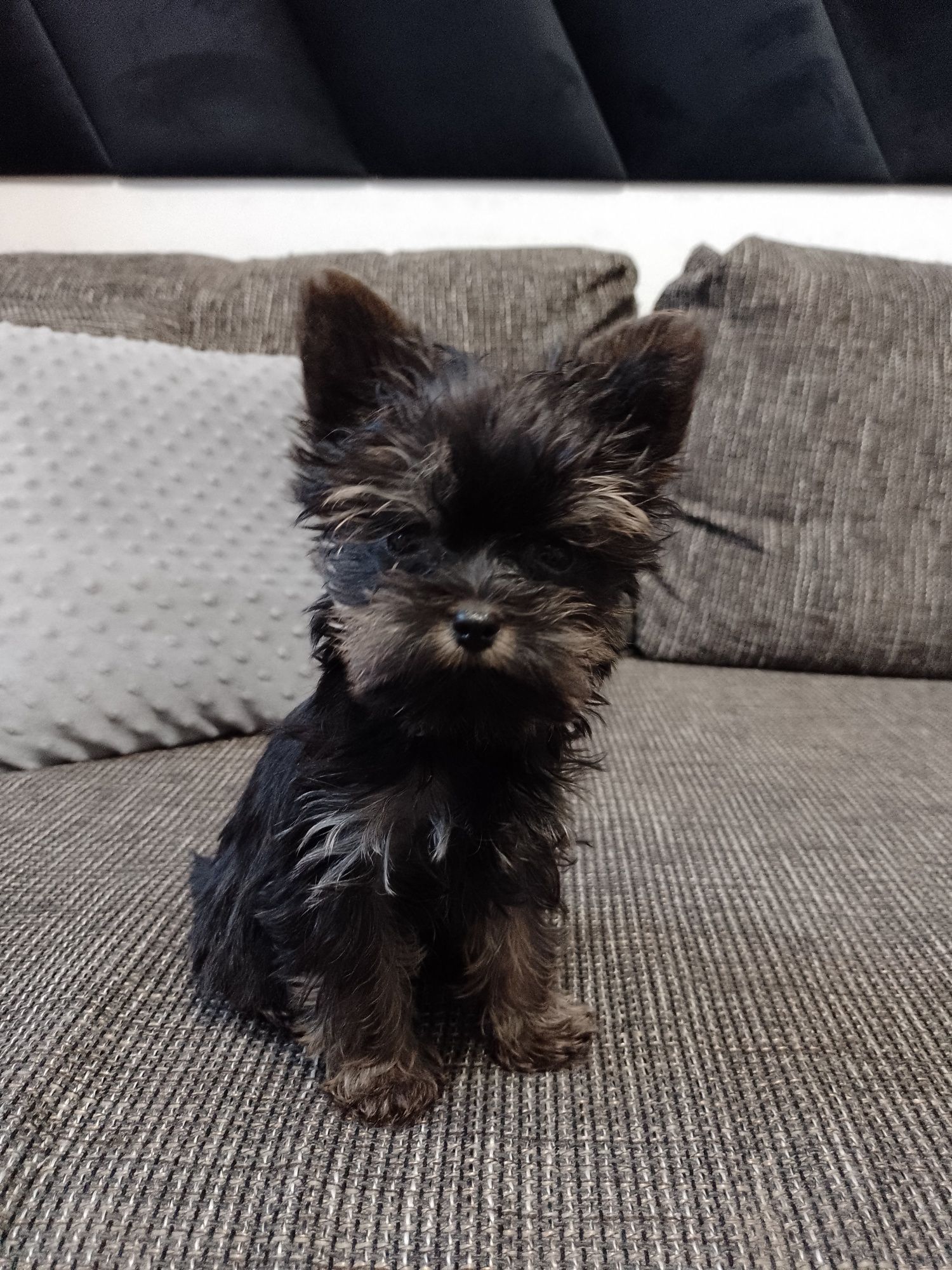 Piękny  Yorkshire Terrier Black