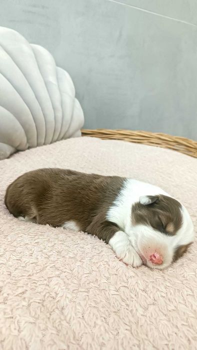 Owczarek Australijski – PIESEK – RED TRI – długi ogonek.