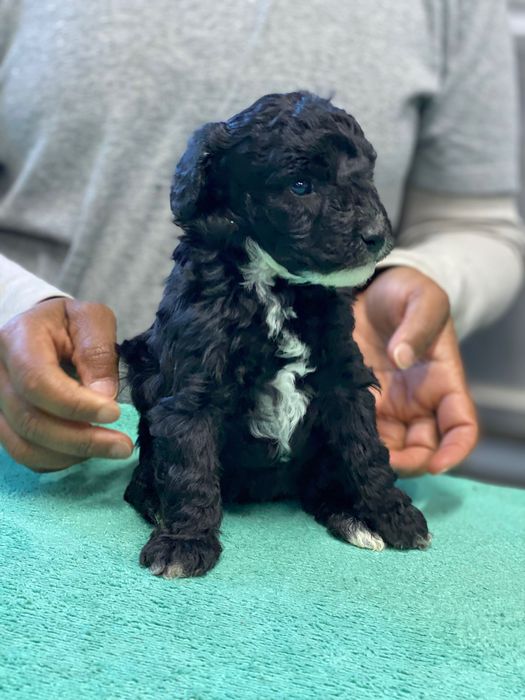 Lindo bebê de poodle médio procura novo dono!!!