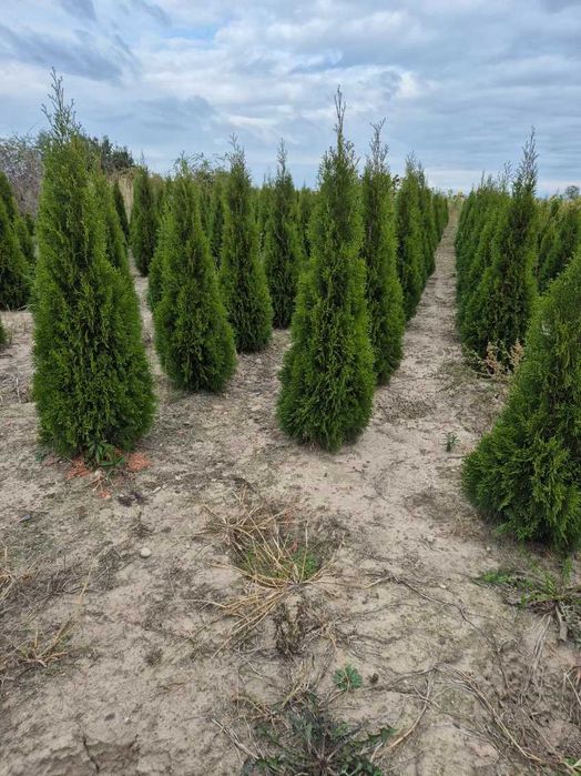 Tuja szmaragd,  brabant , kórnik