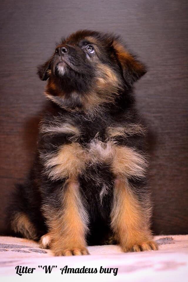 Щенки Немецкой овчарки/ German Shepherd Puppies