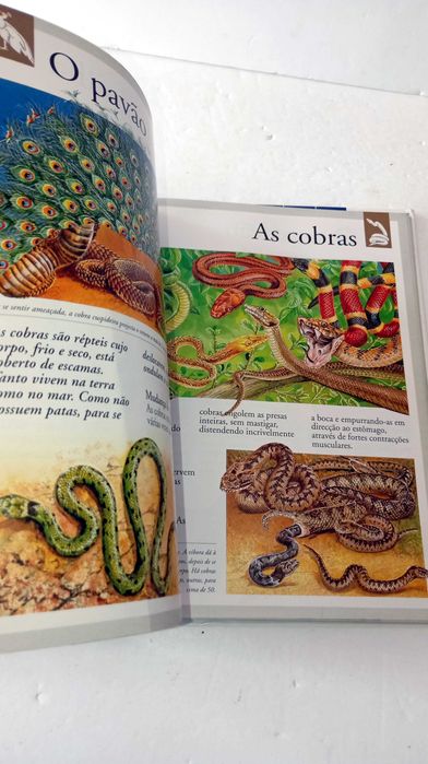 Os Animais - Imagem