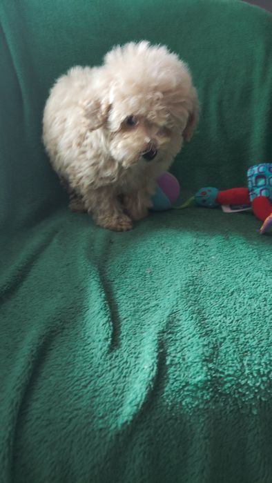 Maltipoo suczka Warszawa maltańczyk pudel