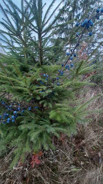 Ягоди терну чорного з Прикарпаття