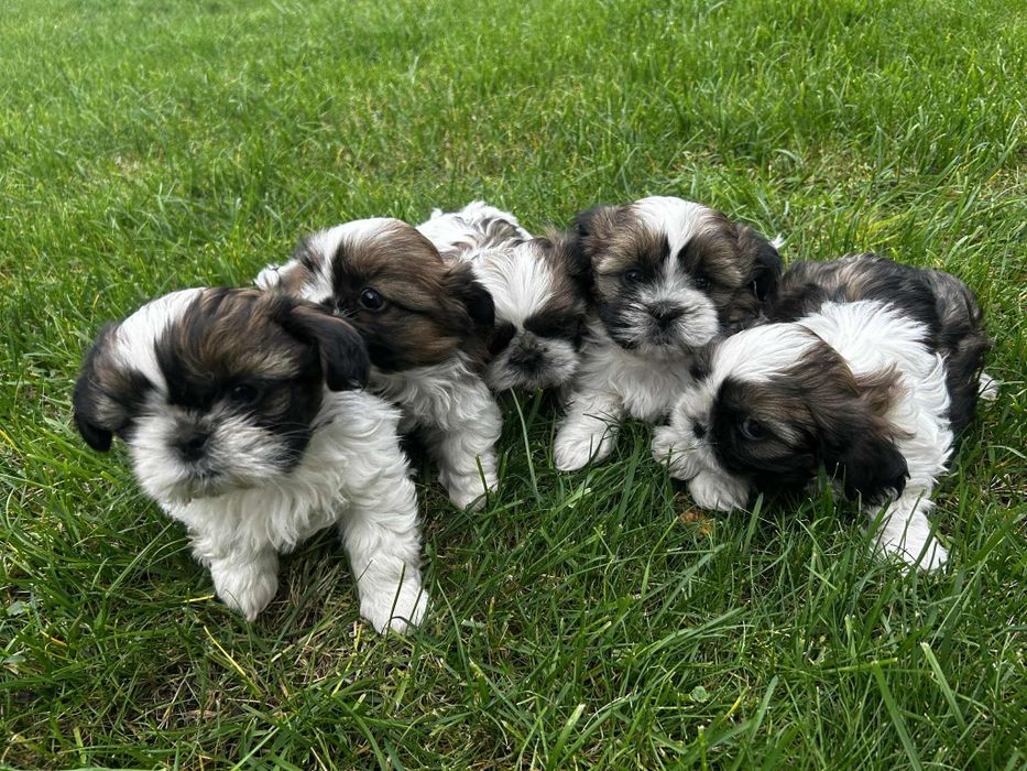 Piekne Shih Tzu.