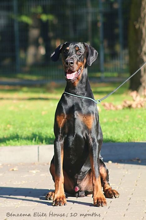 10-miesięczny samiec Dobermann (ZkwP - FCI)