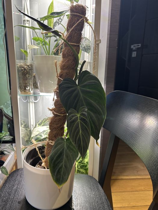 Philodendron Splendid