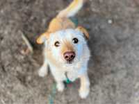 Gorbi – szorstkowłosy pies do adopcji