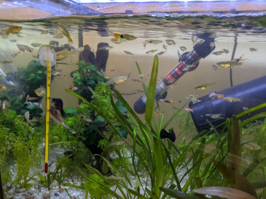 Guppys Endler várias cores