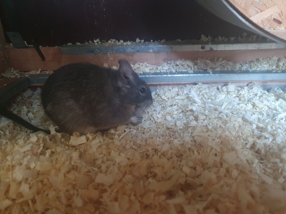 Oddam 2 koszatniczki