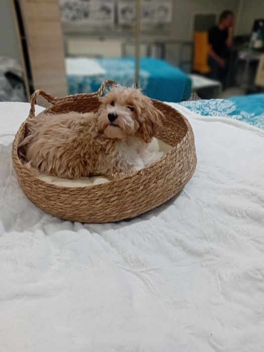 Maltipoo ,Maltańczyk  & Pudel toy ,piesek mini