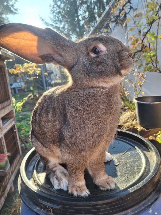 Królik Olbrzym Belgijski