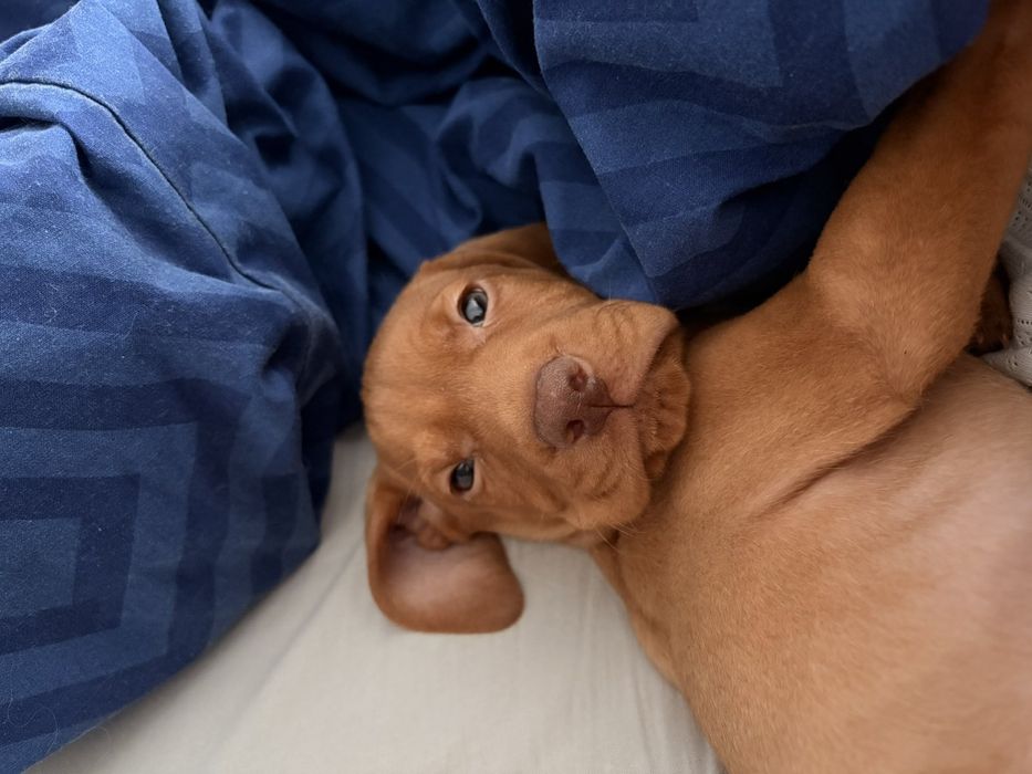 Цуцинята породи Угорська Віжла