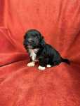 Cão Bichon Havanês