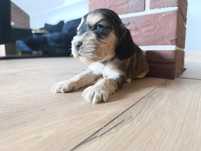 Cocker spaniel angielski sunia