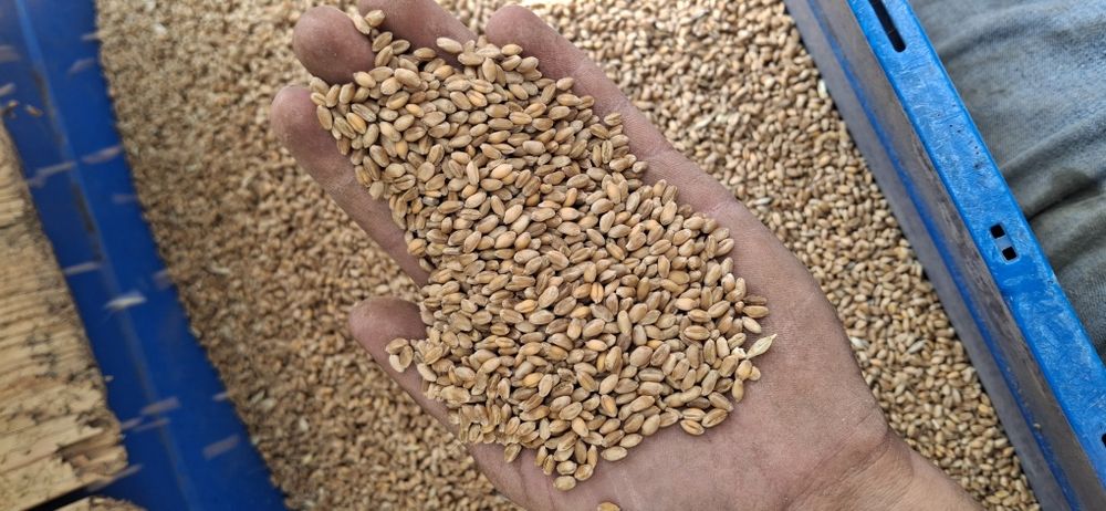 Pszenica ozima wilejka