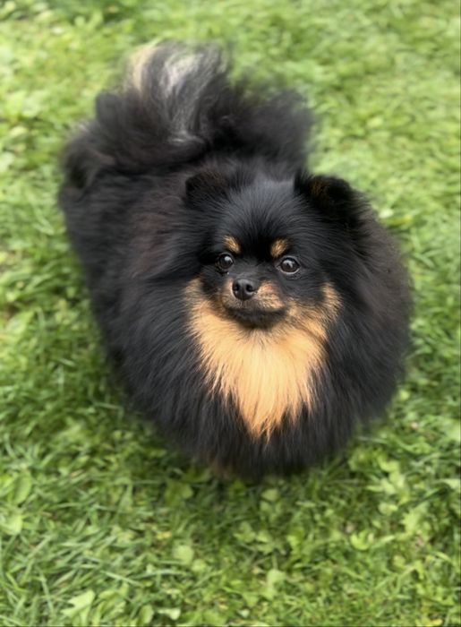 Дівчинка шпіц чорно підпала