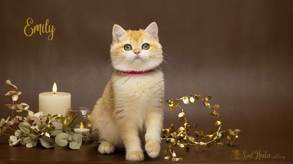 Британське кошеня