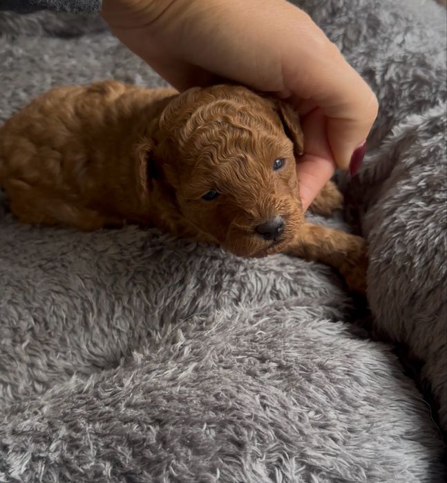 Pudel toy najmniejszy z pudli suczka