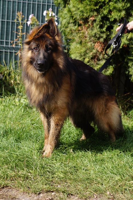 Aron- młody owczarek niemiecki długowłosy do adopcji