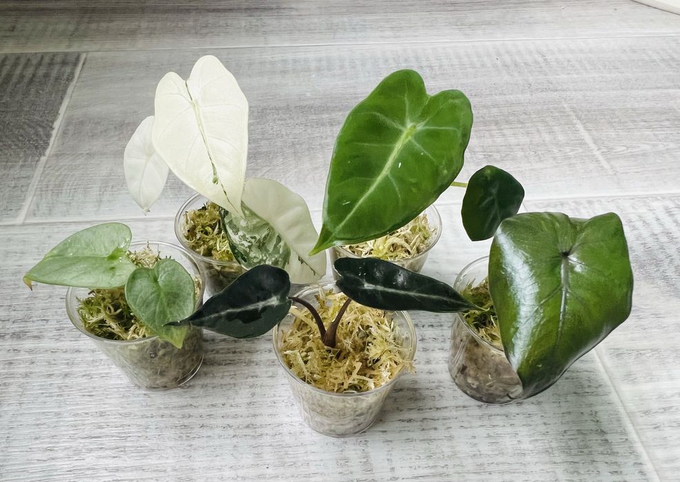 Alocasia набір алоказій  5 сортів