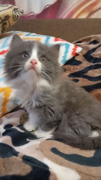 Кошенята шукають домівку