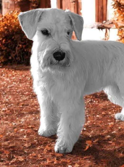 Sznaucer miniaturowy Chłopiec