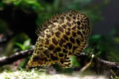 Buszowiec GRUBBY KOCUR sklep zoologiczny rzeszów